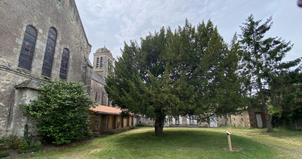 Montfaucon-Montigné, If - près de l'église St Jacques